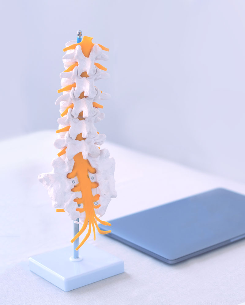 Lumbar spine and sacrum model