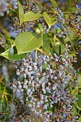 Cluster of berries from the Ligustrum Lucidum bush 