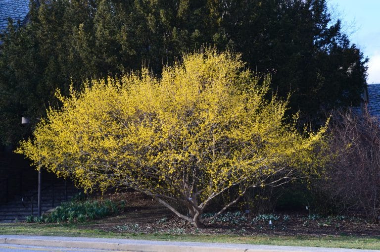 Ligustrum Lucidum Tree in flower